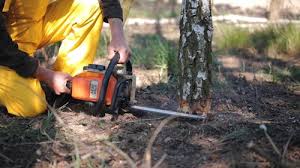 Best Seasonal Cleanup (Spring/Fall)  in Hewitt, TX