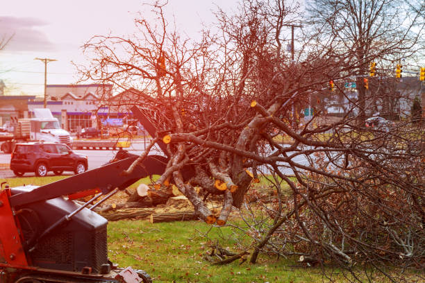 Hewitt, TX Tree Removal Services Company