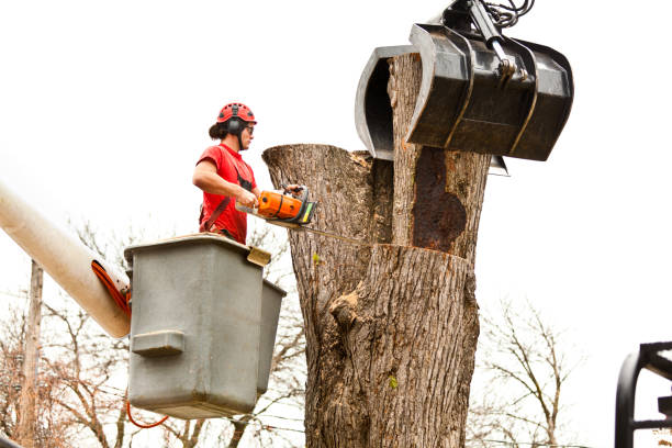 How Our Tree Care Process Works  in  Hewitt, TX